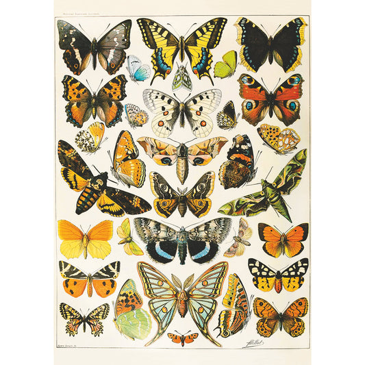 Puzzle Piatnik, Butterflies and Moths - Adolphe Millot, 1000 piese