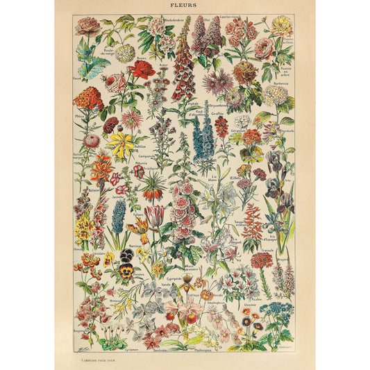 Puzzle Piatnik, Flowers - Adolphe Millot, 1000 piese